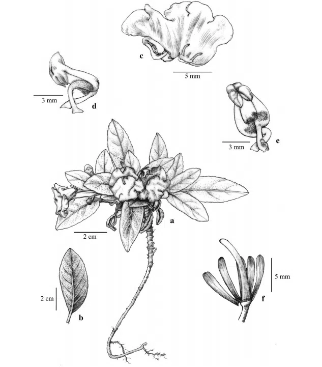 The newest published taxa and newest record of Gesneriaceae from China before 31 December 2017 (25)