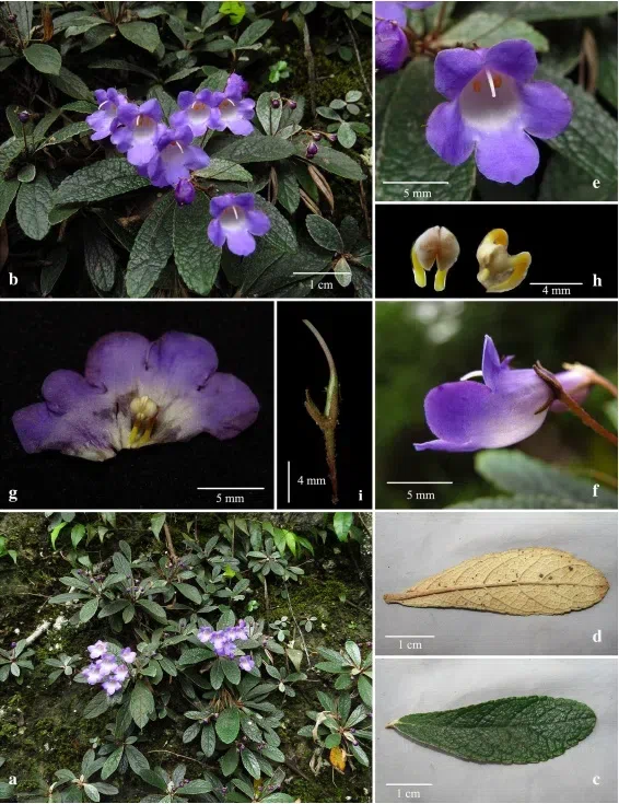 The newest published taxa and newest record of Gesneriaceae from China before 31 December 2017 (25)