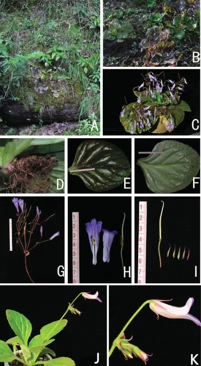 The newest published taxa and newest record of Gesneriaceae from China before 31 December 2018 (1)