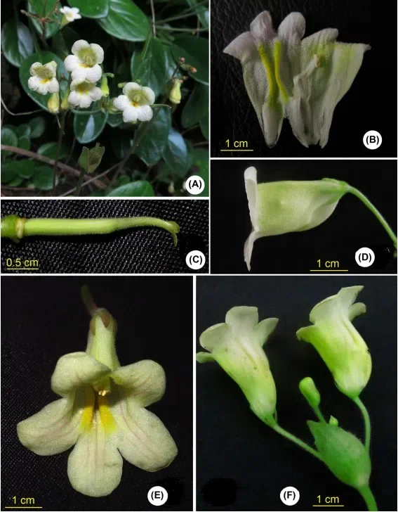 2017年度发表的苦苣苔科植物新种、新分类群和分布新记录（23）