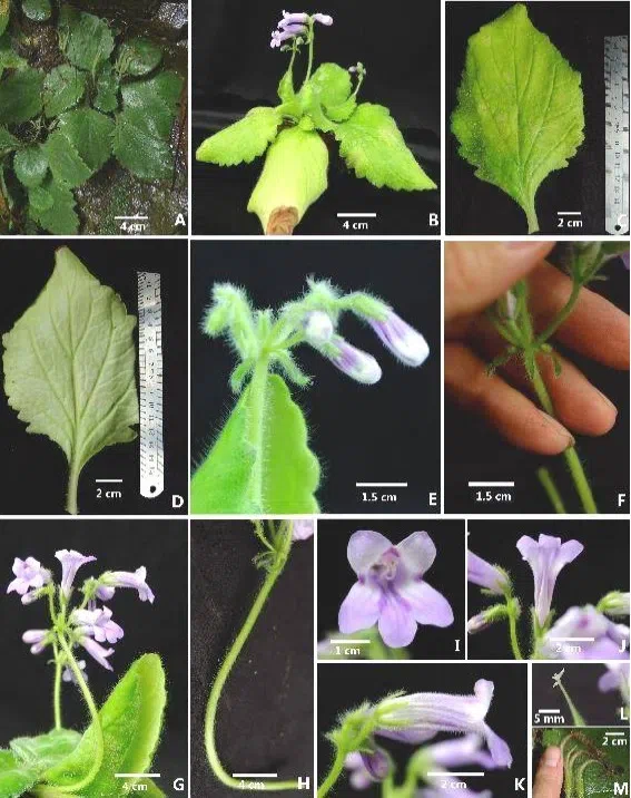 2017年度发表的苦苣苔科植物新种、新分类群和分布新记录（24）