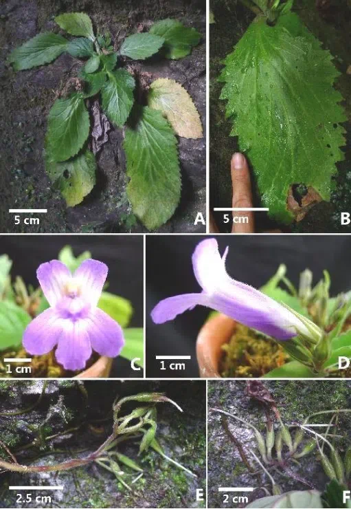 The newest published taxa and newest record of Gesneriaceae from China before 31 December 2017 (24)