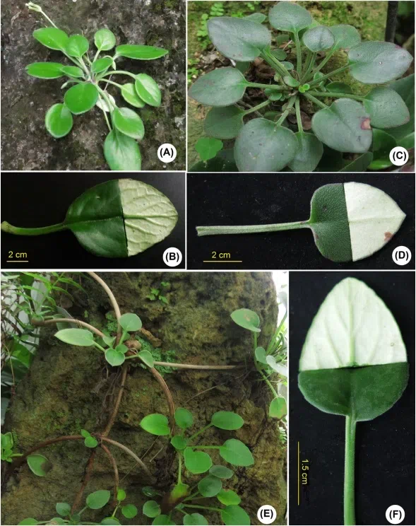 2017年度发表的苦苣苔科植物新种、新分类群和分布新记录（23）