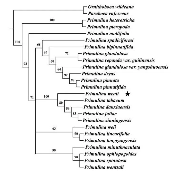 The newest published taxa and newest record of Gesneriaceae from China before 31 December 2017 (24)