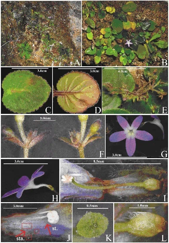 2018年度发表的苦苣苔科植物新种、新分类群和分布新记录（14）