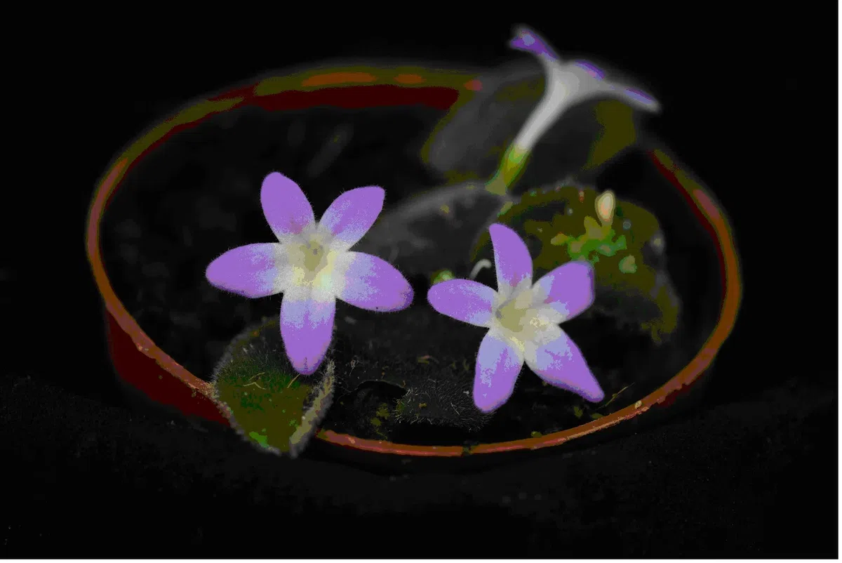 The newest published taxa and newest record of Gesneriaceae from China before 31 December 2018 (14)