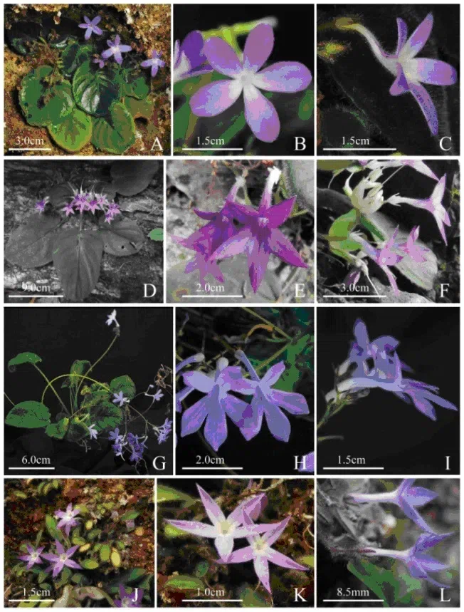 2018年度发表的苦苣苔科植物新种、新分类群和分布新记录（14）