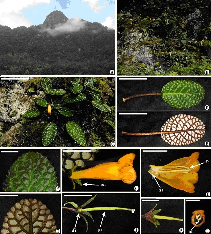 The newest published taxa and newest record of Gesneriaceae from China before 31 December 2018 (15)