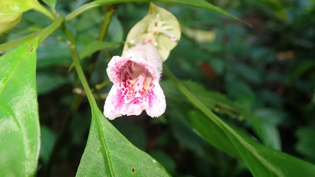 The newest published taxa and newest record of Gesneriaceae from China before 31 December 2018 (2)