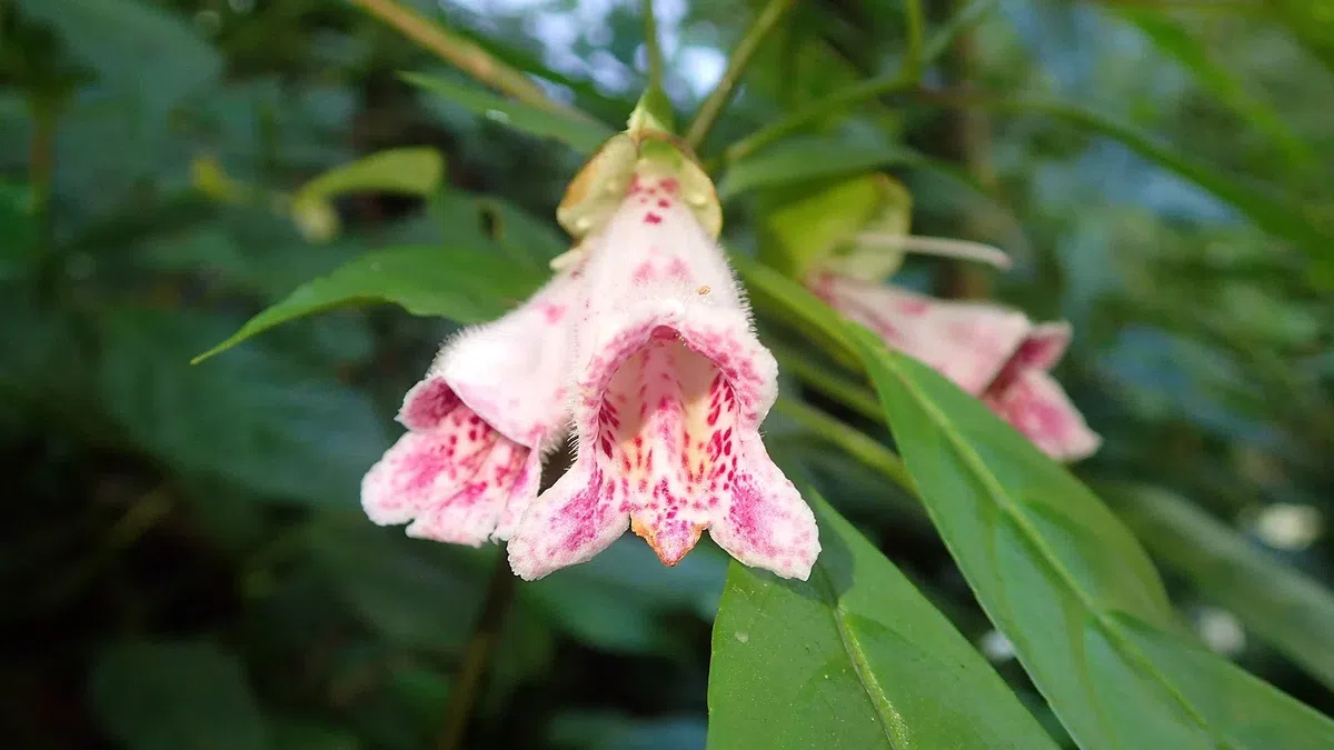 The newest published taxa and newest record of Gesneriaceae from China before 31 December 2018 (2)