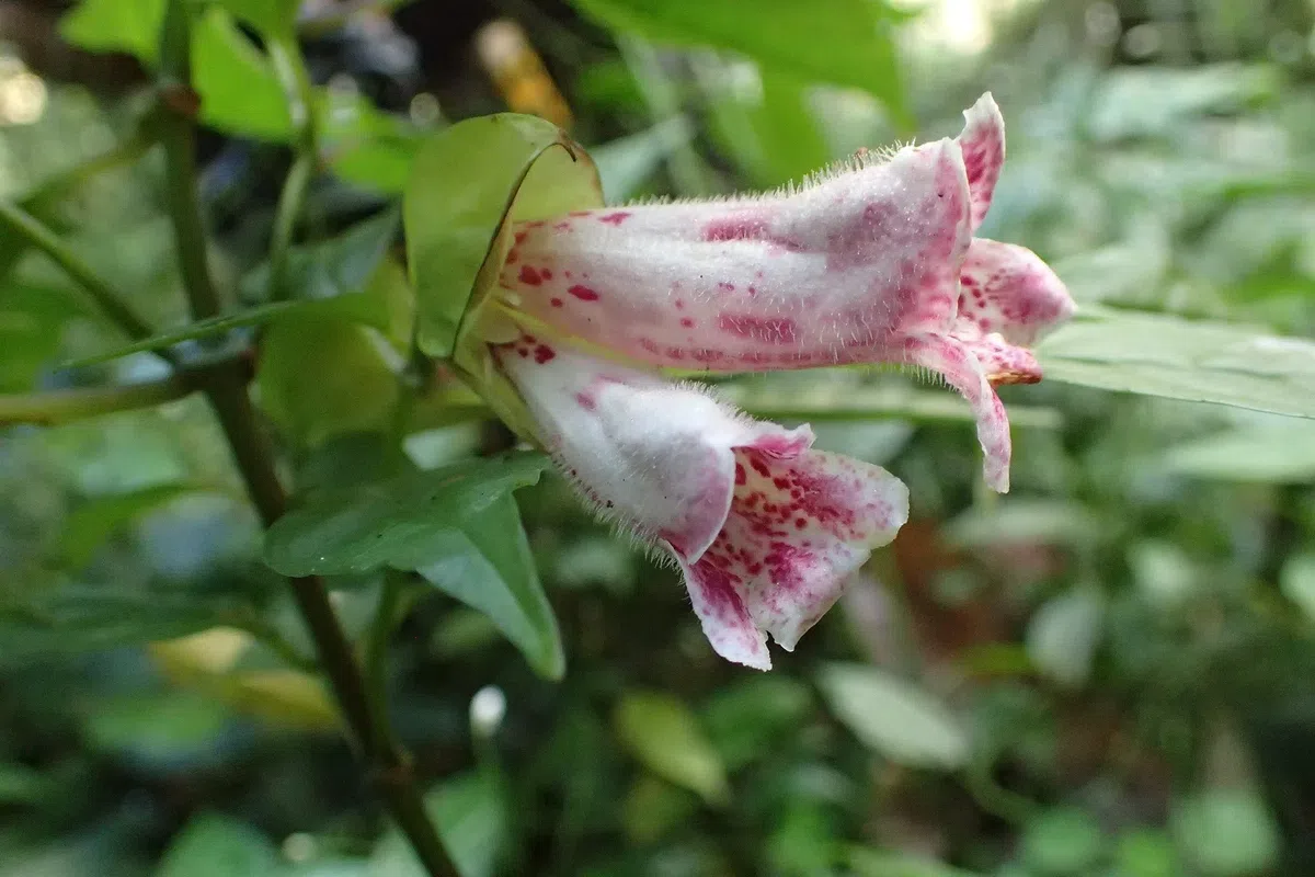 The newest published taxa and newest record of Gesneriaceae from China before 31 December 2018 (2)