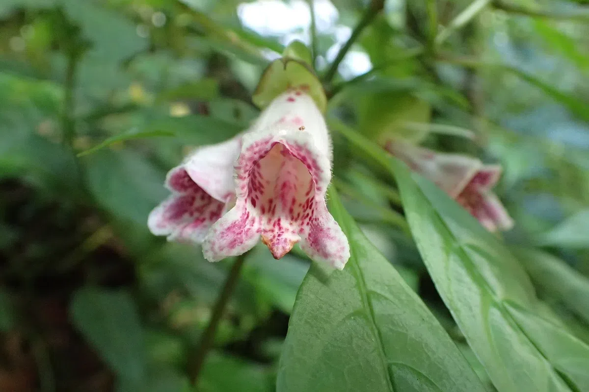 The newest published taxa and newest record of Gesneriaceae from China before 31 December 2018 (2)