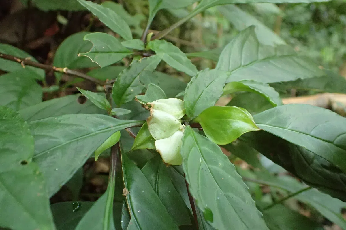 The newest published taxa and newest record of Gesneriaceae from China before 31 December 2018 (2)