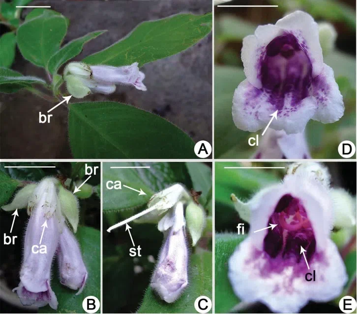 The newest published taxa and newest record of Gesneriaceae from China before 31 December 2018 (2)