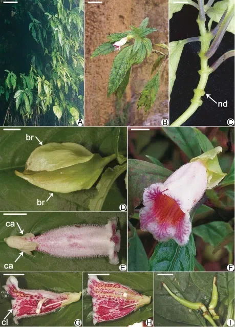 2018年度发表的苦苣苔科植物新种、新分类群和分布新记录（2）