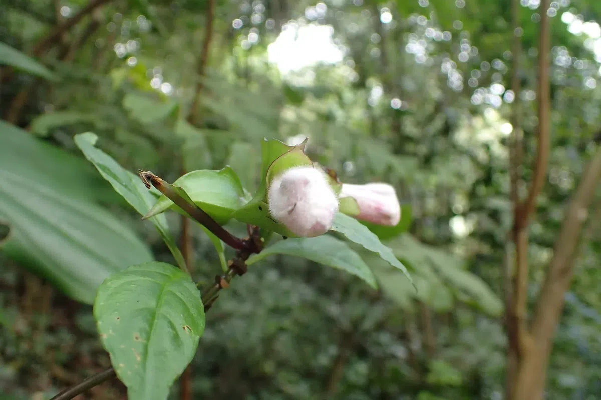 The newest published taxa and newest record of Gesneriaceae from China before 31 December 2018 (2)