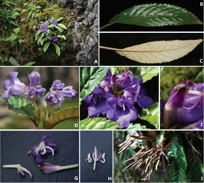 The newest published taxa and newest record of Gesneriaceae from China before 31 December 2018 (4)