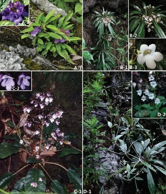 The newest published taxa and newest record of Gesneriaceae from China before 31 December 2018 (4)