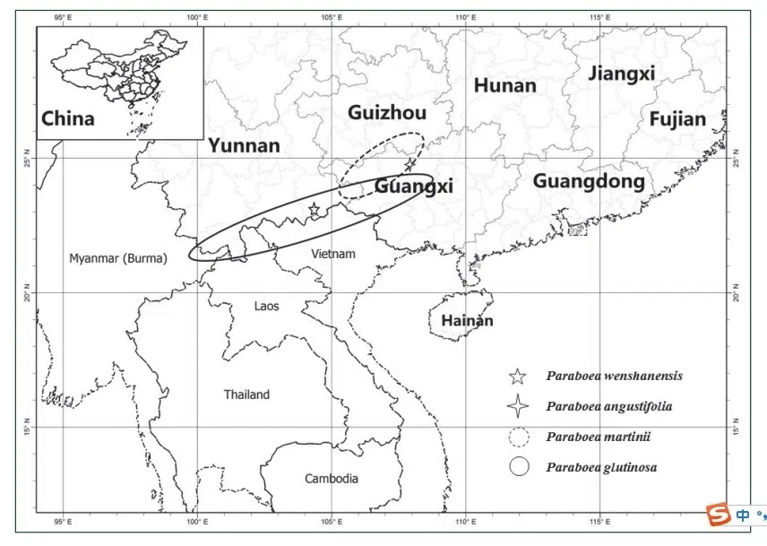 The newest published taxa and newest record of Gesneriaceae from China before 31 December 2018 (4)