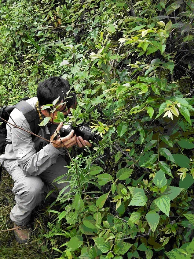 The national Natural Reserve and GCCC collaborated to discover and publish a new species of Parabea (Gesneriaceae) from Southwest Yunnan Prov., China