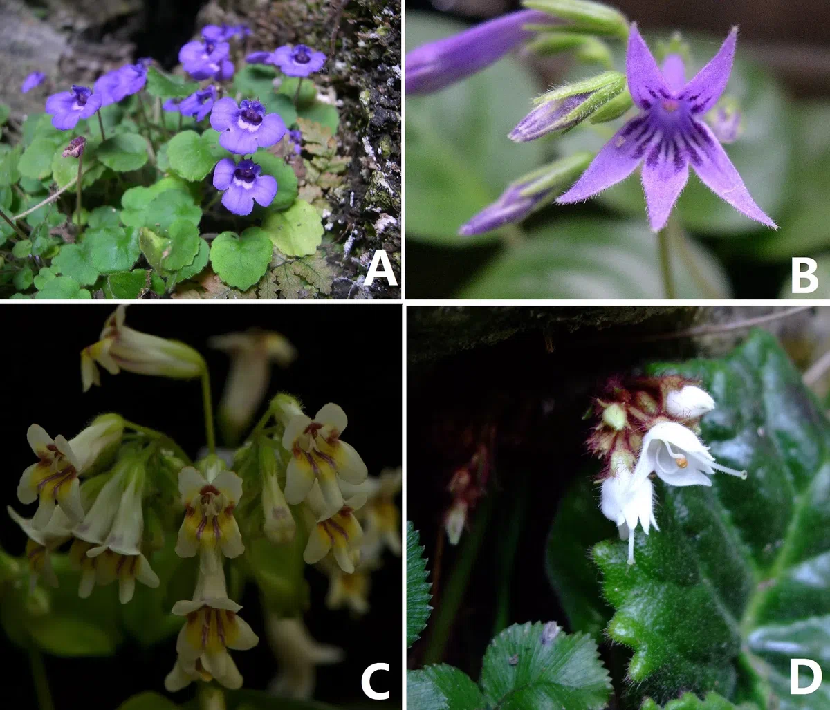 Wei Yi-Gang’s researching team have made important progress in the biodiversity of Cave-dwelling plants of China