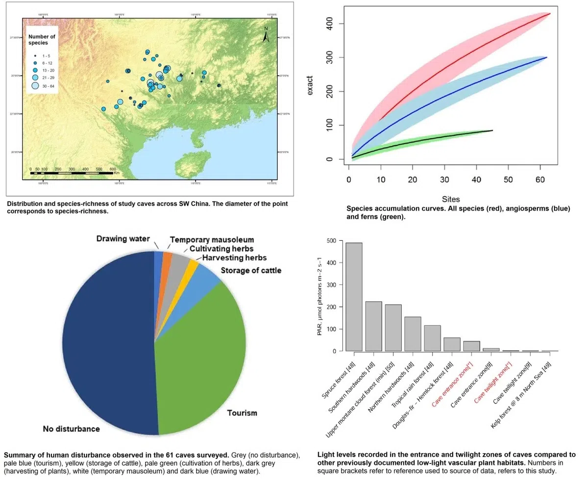 Wei Yi-Gang’s researching team have made important progress in the biodiversity of Cave-dwelling plants of China