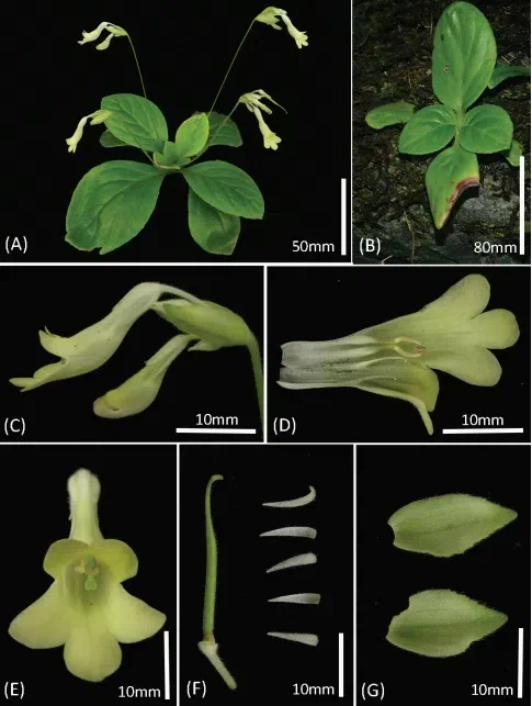 The newest published taxa and newest record of Gesneriaceae from China before 31 December 2018 (3)