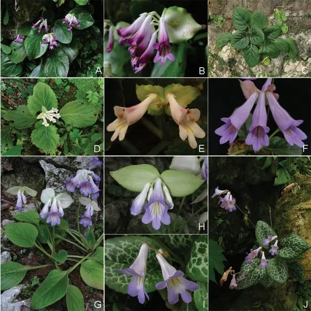 The newest published taxa and newest record of Gesneriaceae from China before 31 December 2018 (3)