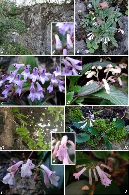 The newest published taxa and newest record of Gesneriaceae from China before 31 December 2018 (5)