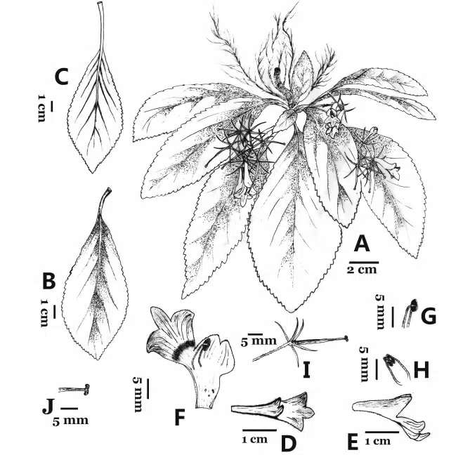 The newest published taxa and newest record of Gesneriaceae from China before 31 December 2018 (5)