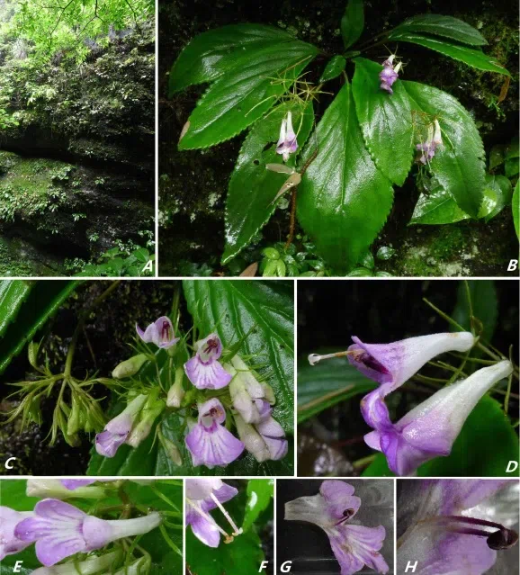 The newest published taxa and newest record of Gesneriaceae from China before 31 December 2018 (5)