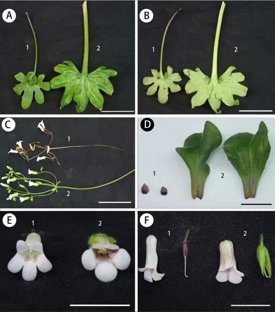 The newest published taxa and newest record of Gesneriaceae from China before 31 December 2018 (6)