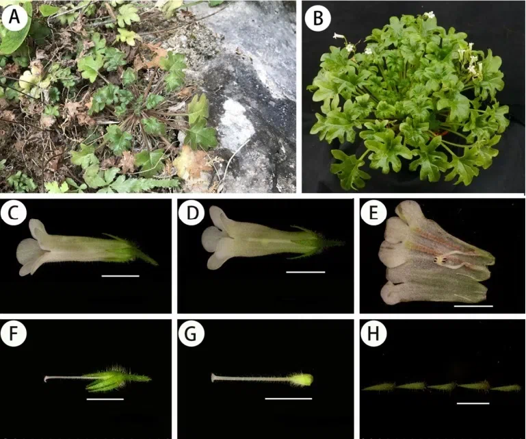 The newest published taxa and newest record of Gesneriaceae from China before 31 December 2018 (6)