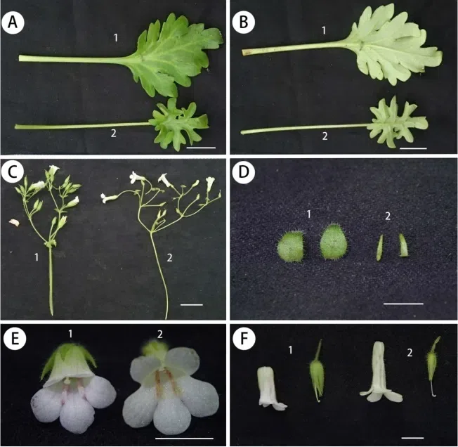 The newest published taxa and newest record of Gesneriaceae from China before 31 December 2018 (6)