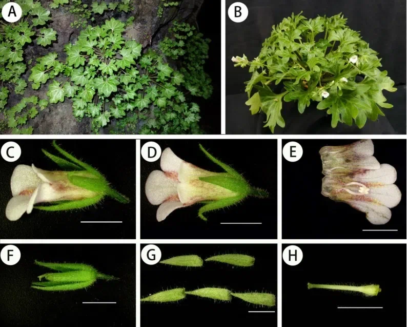 2018年度发表的苦苣苔科植物新种、新分类群和分布新记录（6）