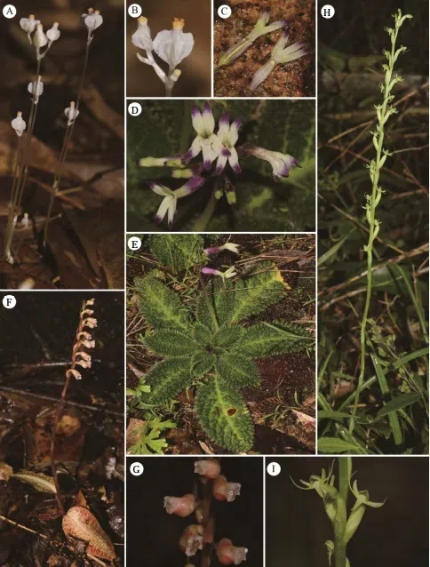 The newest published taxa and newest record of Gesneriaceae from China before 31 December 2018 (7)