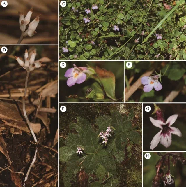 2018年度发表的苦苣苔科植物新种、新分类群和分布新记录（7）