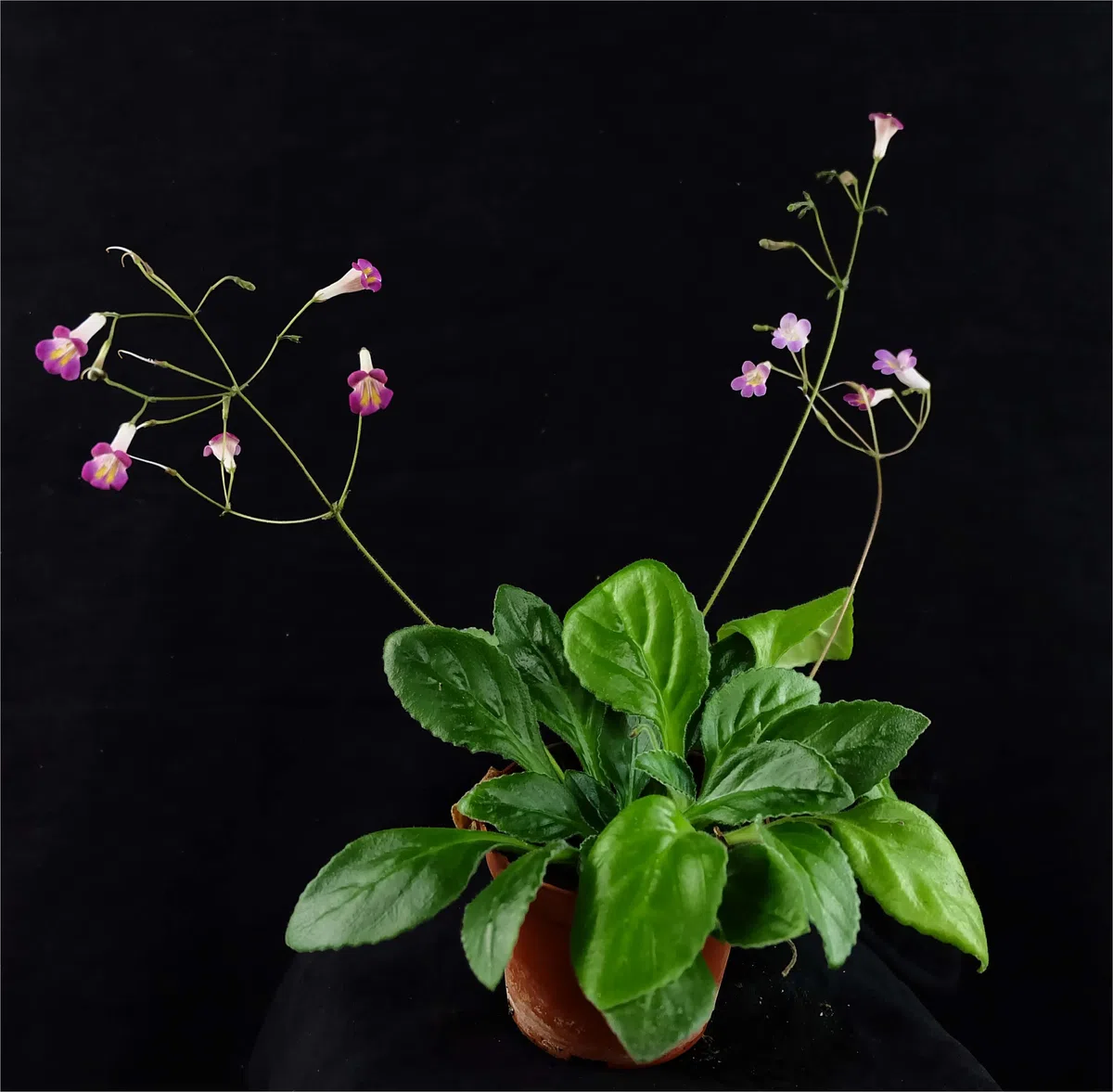 Five new ornamental varieties were officially registered in The Gesneriad Society