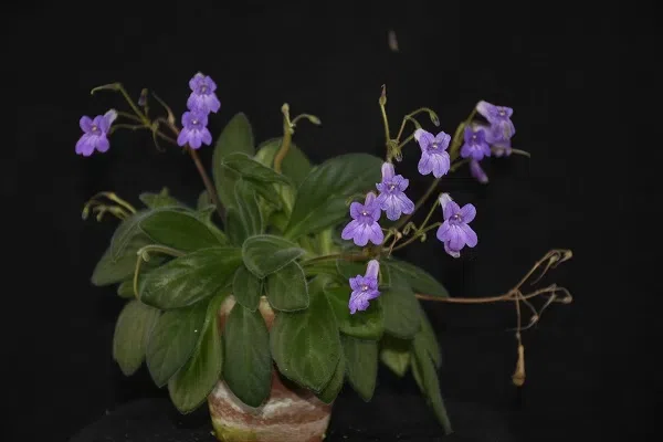 Five new ornamental varieties were officially registered in The Gesneriad Society