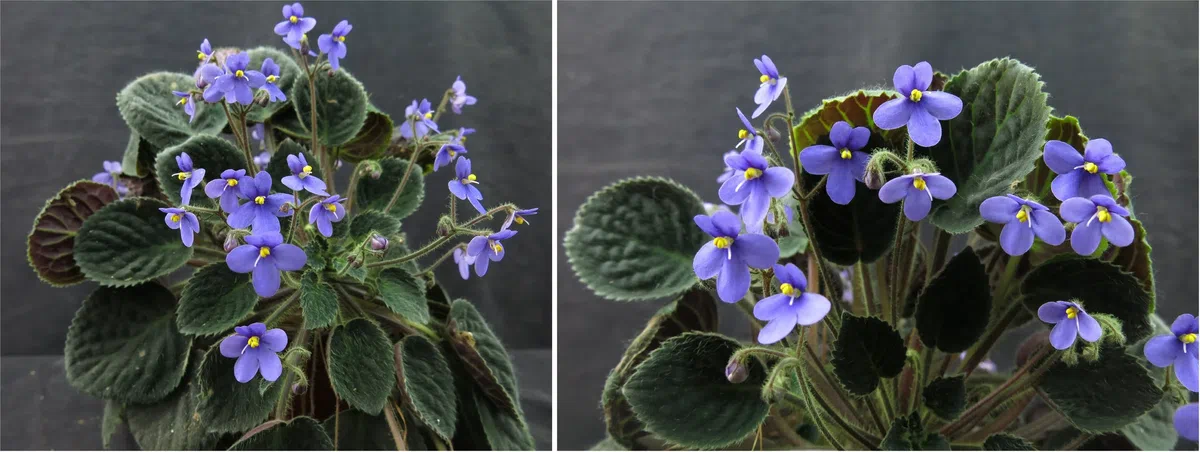 The species of African Violet (Saintpaulia) from GCCC won the Platinum Award at the first flower show of African Violet in Shanghai Botanical Garden