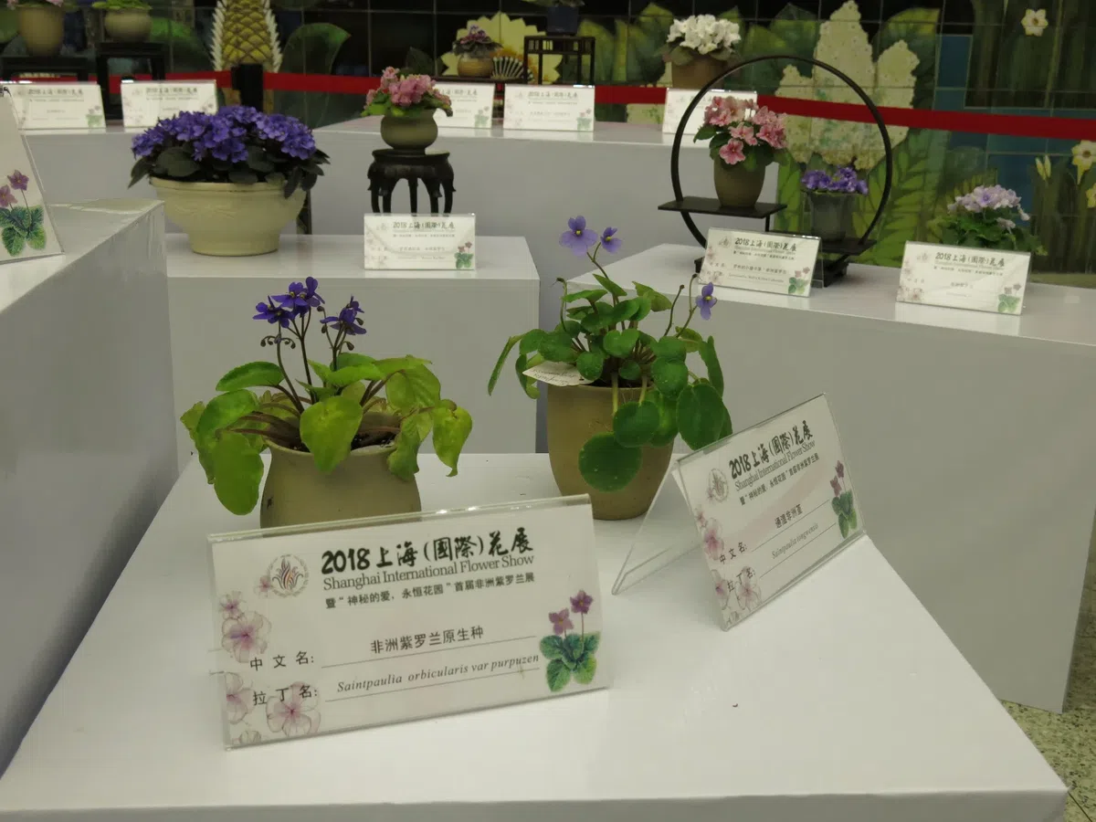 The species of African Violet (Saintpaulia) from GCCC won the Platinum Award at the first flower show of African Violet in Shanghai Botanical Garden