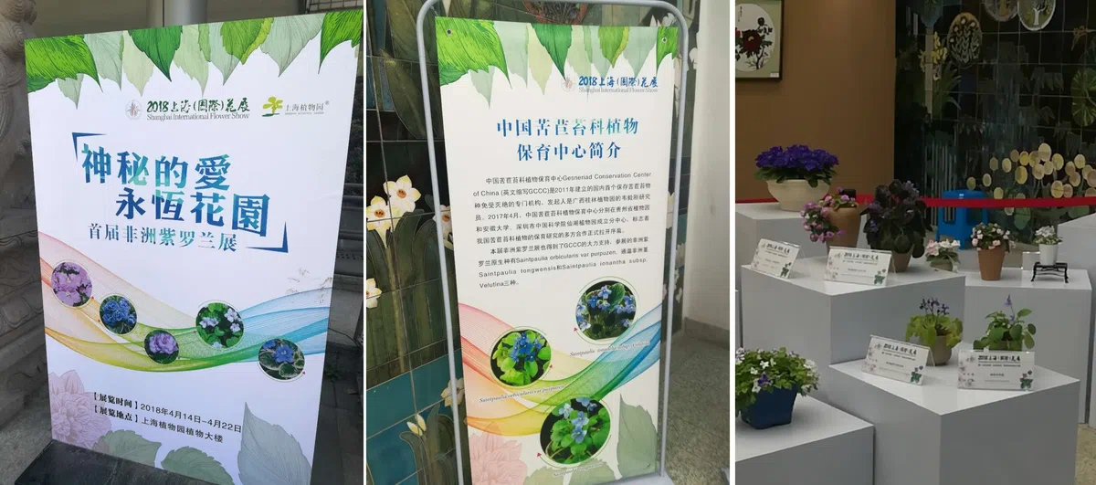 中国苦苣苔科植物保育中心GCCC送展的非洲紫罗兰属原生种获上海植物园举办的首届非洲紫罗兰展铂金奖