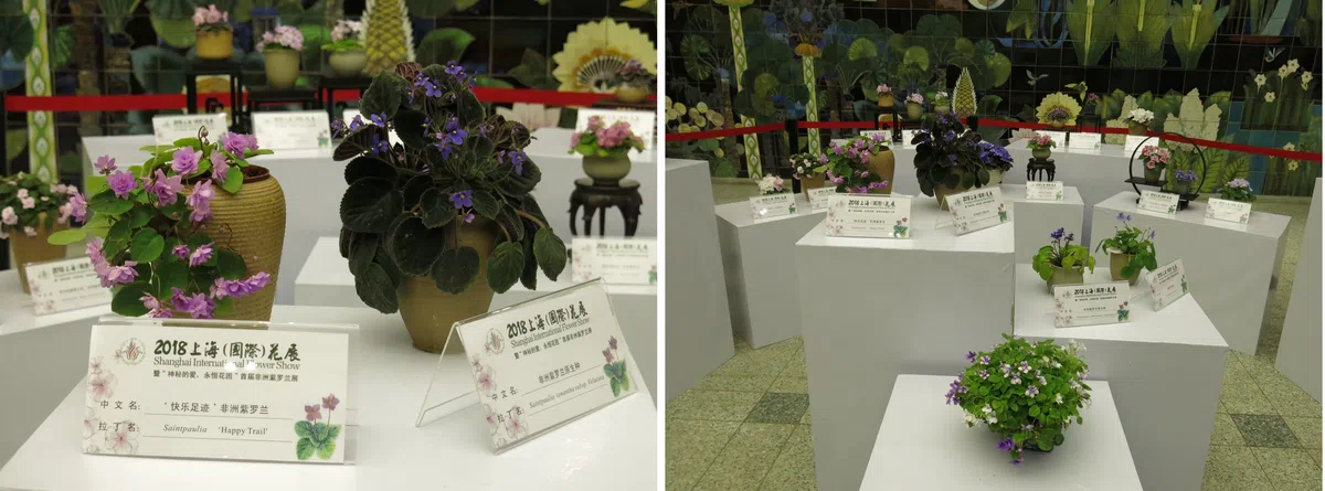 The species of African Violet (Saintpaulia) from GCCC won the Platinum Award at the first flower show of African Violet in Shanghai Botanical Garden