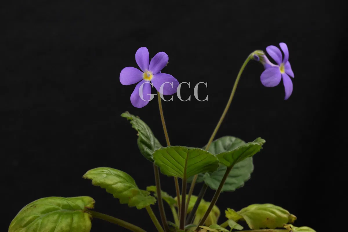 National Gesneriaceae Germplasm Bank in Guangxi Institute of Botany, CAS was certificated as National Flower Germplasm Bank (Second Batch) by National Forestry and Grassland Administration