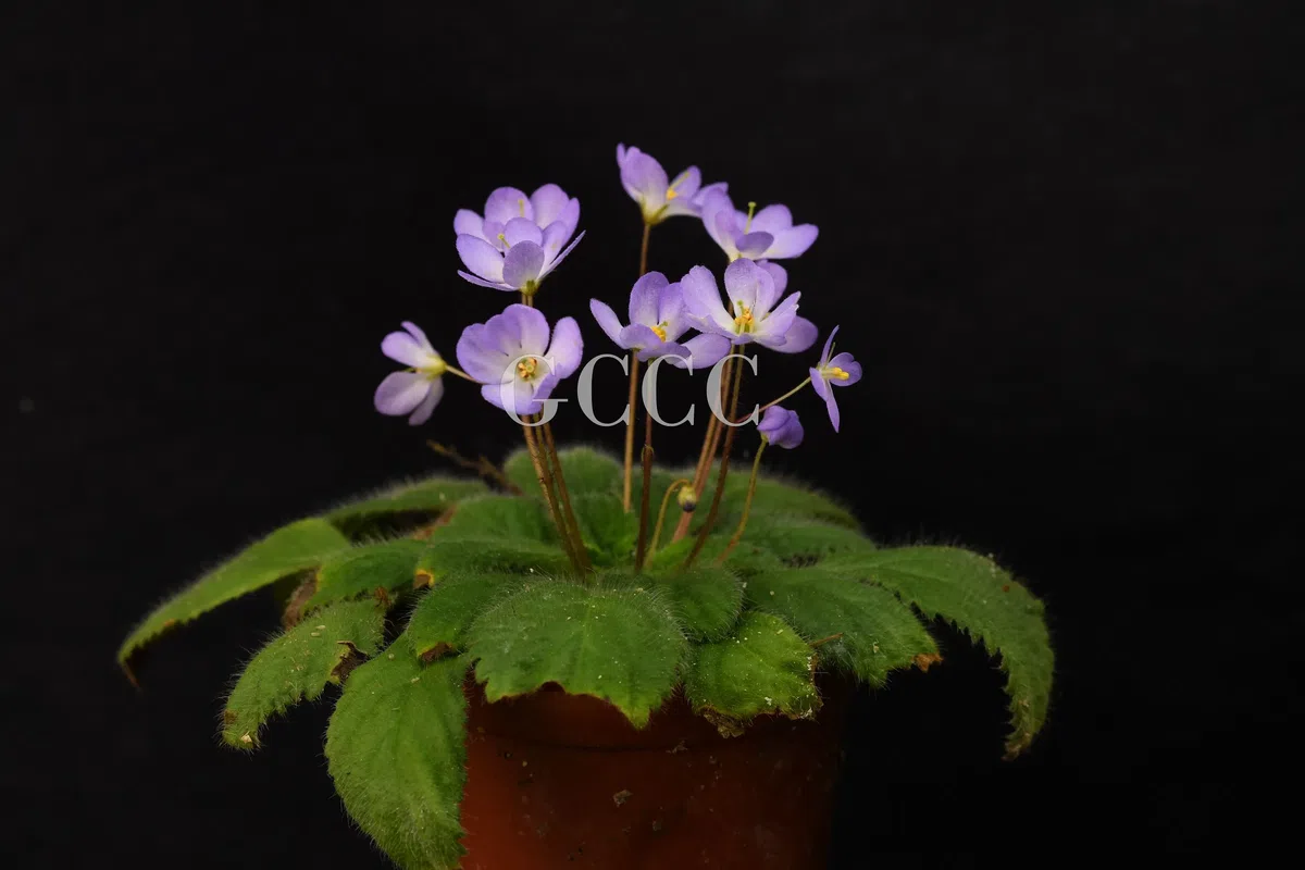 National Gesneriaceae Germplasm Bank in Guangxi Institute of Botany, CAS was certificated as National Flower Germplasm Bank (Second Batch) by National Forestry and Grassland Administration