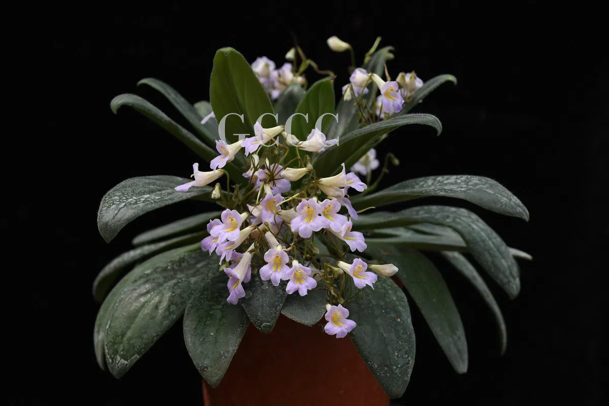 National Gesneriaceae Germplasm Bank in Guangxi Institute of Botany, CAS was certificated as National Flower Germplasm Bank (Second Batch) by National Forestry and Grassland Administration