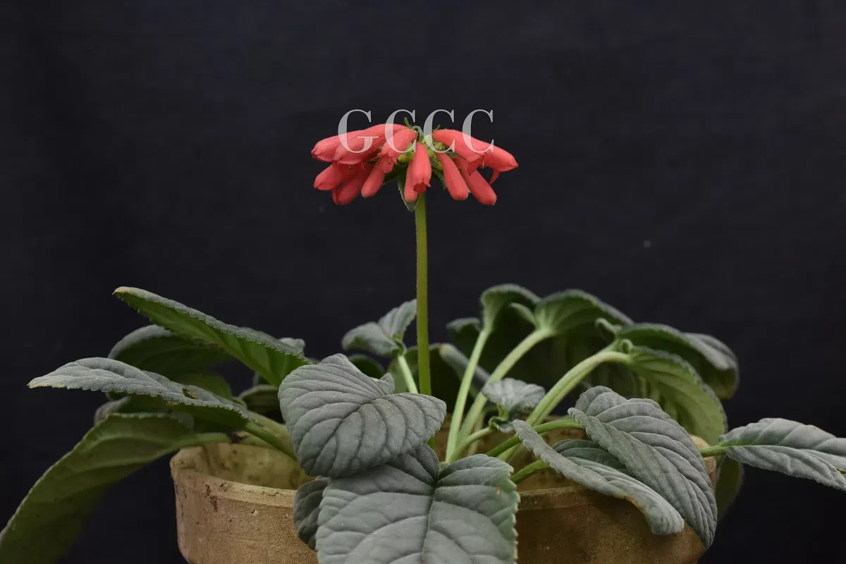 National Gesneriaceae Germplasm Bank in Guangxi Institute of Botany, CAS was certificated as National Flower Germplasm Bank (Second Batch) by National Forestry and Grassland Administration