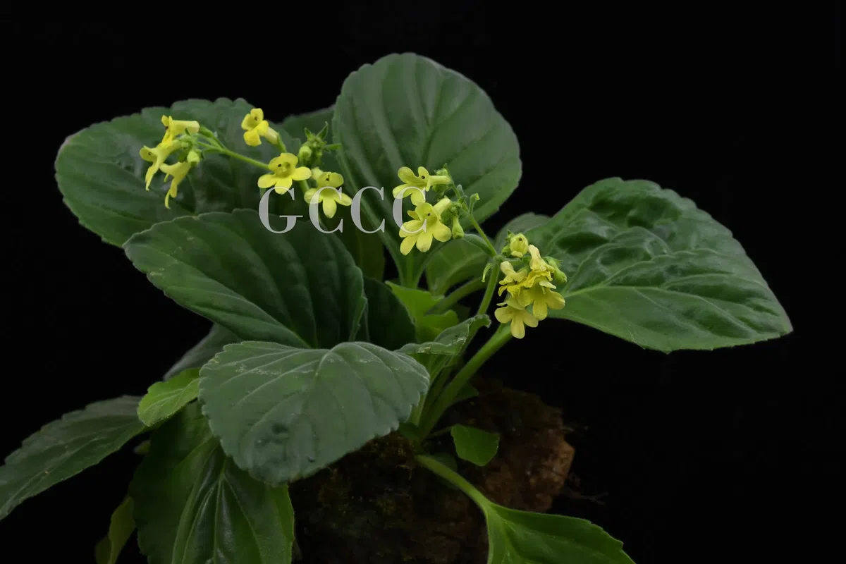 National Gesneriaceae Germplasm Bank in Guangxi Institute of Botany, CAS was certificated as National Flower Germplasm Bank (Second Batch) by National Forestry and Grassland Administration