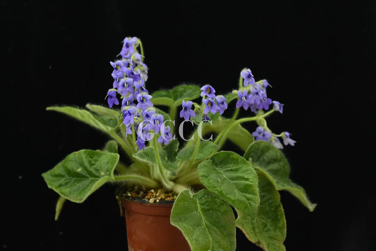 National Gesneriaceae Germplasm Bank in Guangxi Institute of Botany, CAS was certificated as National Flower Germplasm Bank (Second Batch) by National Forestry and Grassland Administration