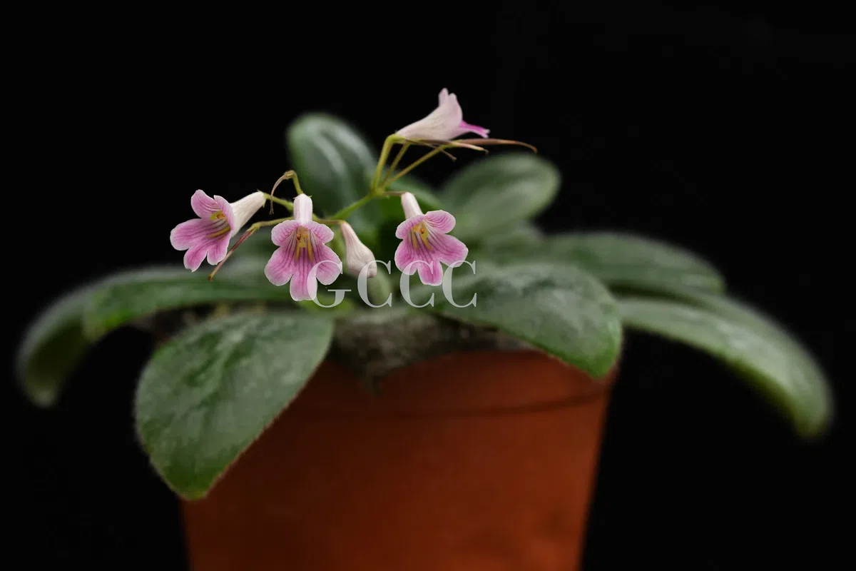 National Gesneriaceae Germplasm Bank in Guangxi Institute of Botany, CAS was certificated as National Flower Germplasm Bank (Second Batch) by National Forestry and Grassland Administration